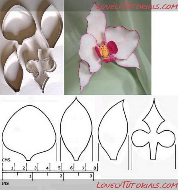 flor de eva orquidea