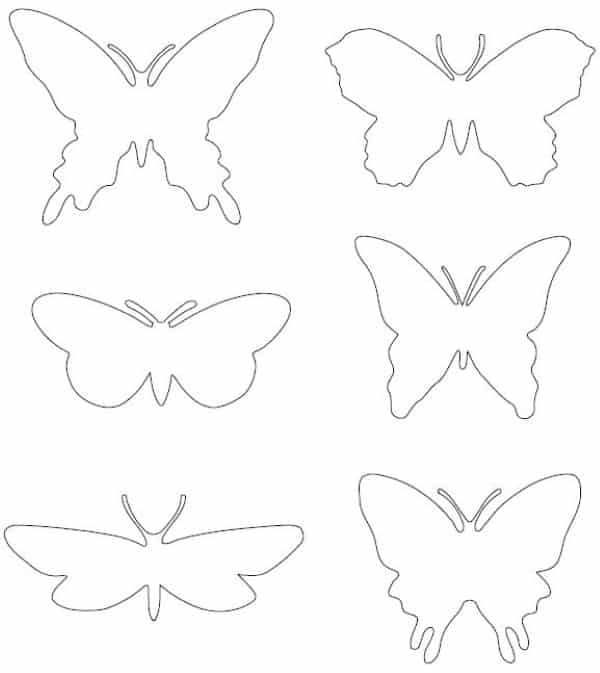borboletas pequenas diferentes