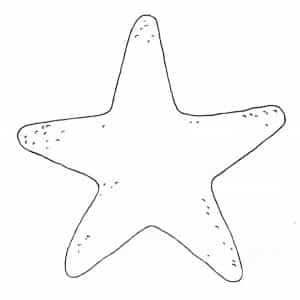 molde estrela do mar