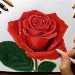 fotos de desenhos de rosas
