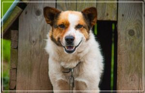 Casinha de cachorro de pallet: 6 tutoriais para escolher o seu predileto