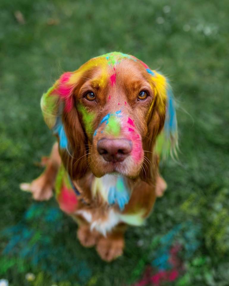 Cachorro com várias cores